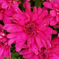 Mums Grapeberry Neon Purple Plantlings Plus Live Baby Plants 4in. Pot, 2-Pack
