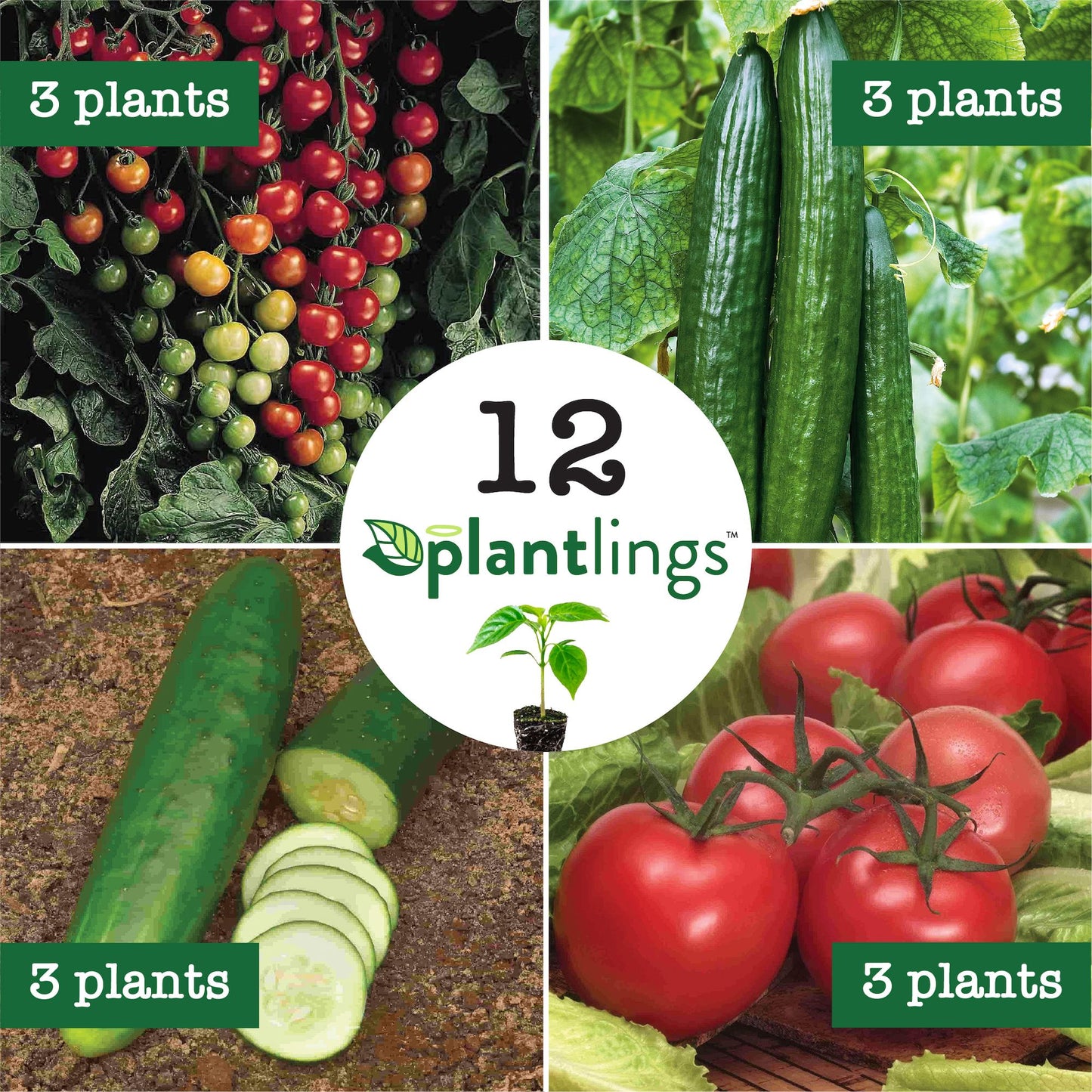 Cucumber & Tomato Plantlings Kit Live Baby Plants 1-3in., 12-Pack