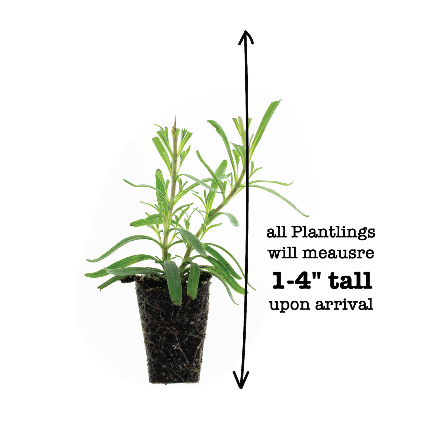 Lavender Munstead Plantlings Live Baby Plants 1-3in., 3-Pack