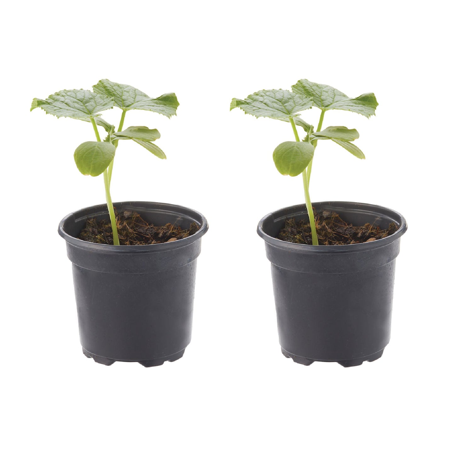 Cucumber Big Dill Plantlings Live Baby Plants 4in. Pot, 2-Pack