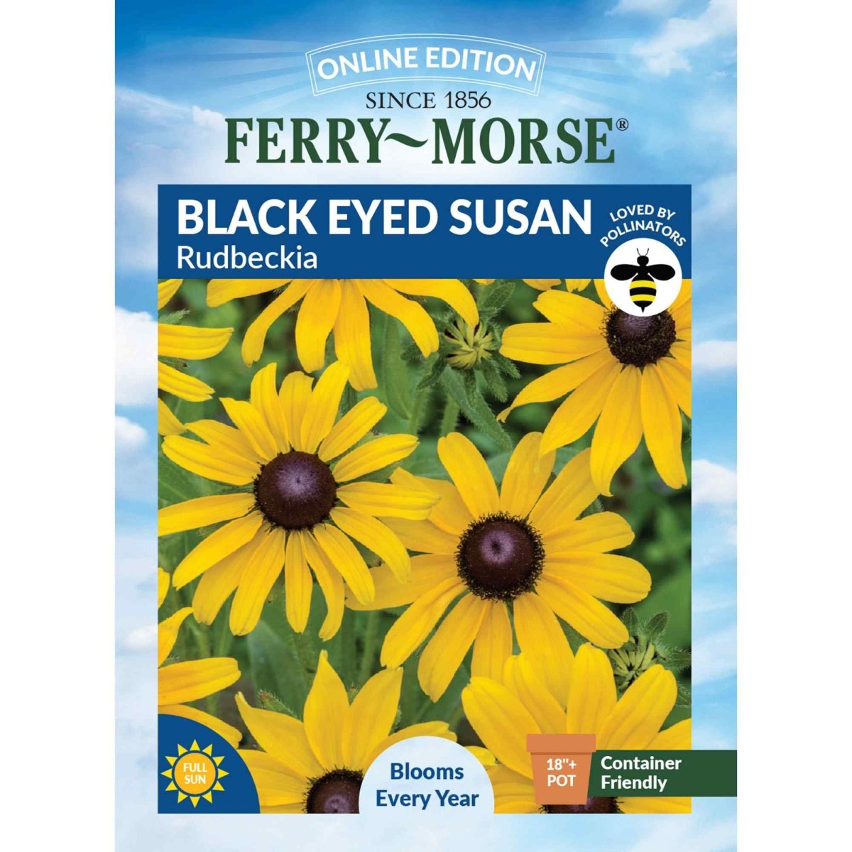 black eyed susan seeds from plant Rudbeckia hirta, Black Eyed Susan Seeds