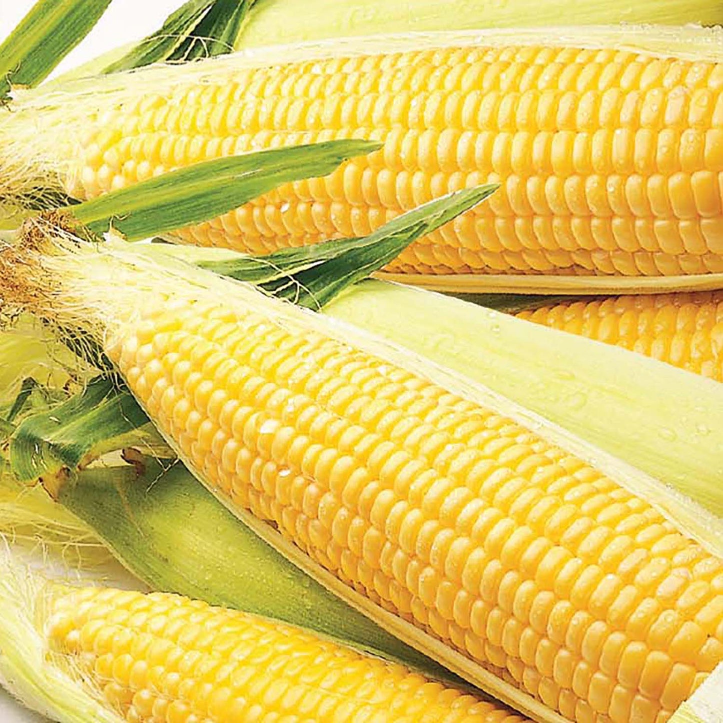 Sweet Corn, Early Sunglow Hybrid Seeds Online Edition