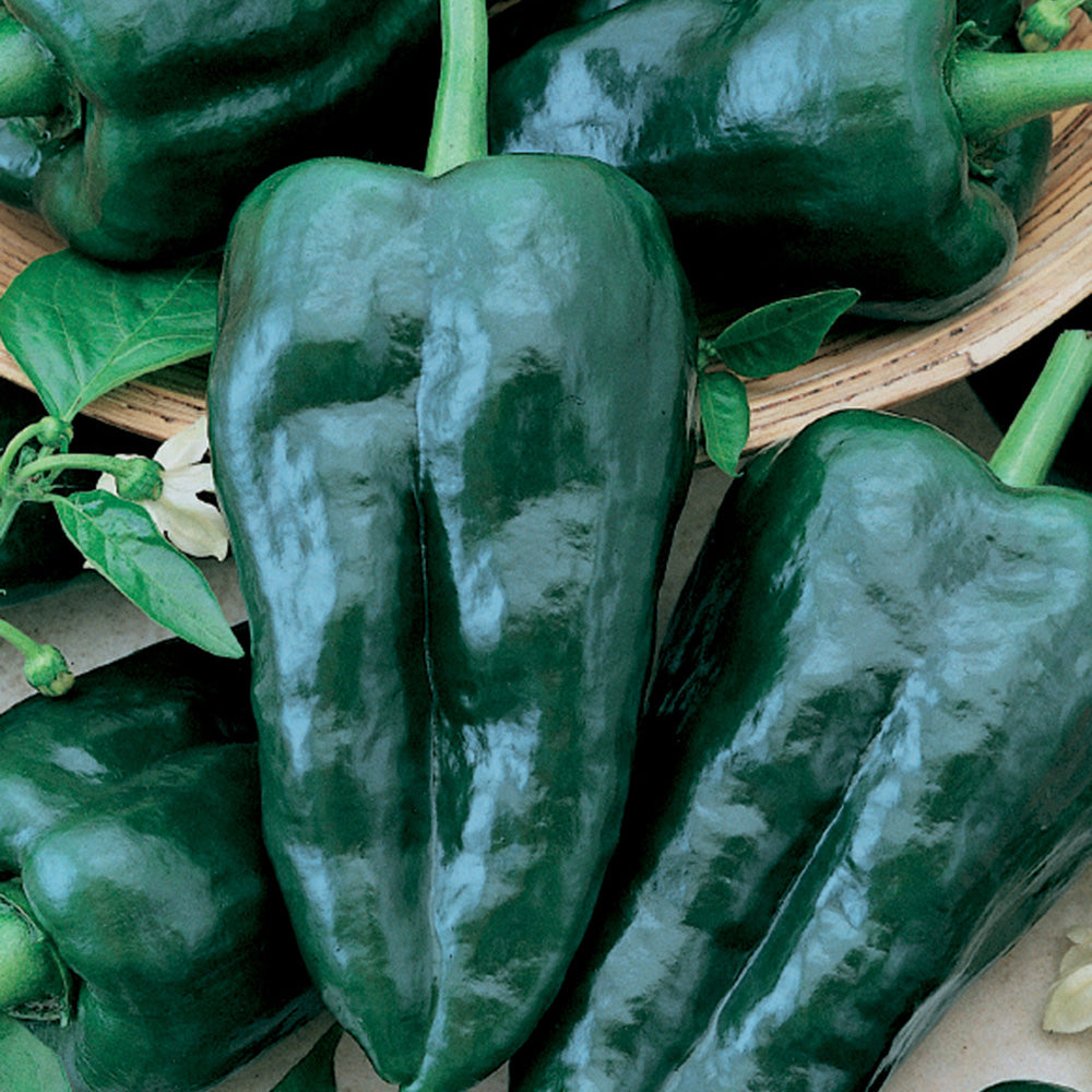 Pepper, Poblano Seeds