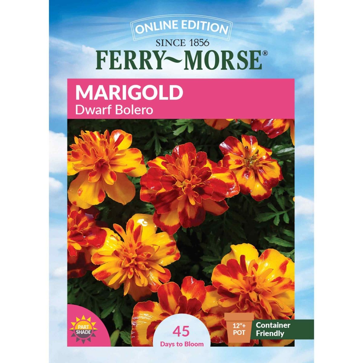 marigold seeds to flower Marigold, Dwarf Bolero Seeds | Annual Flowers