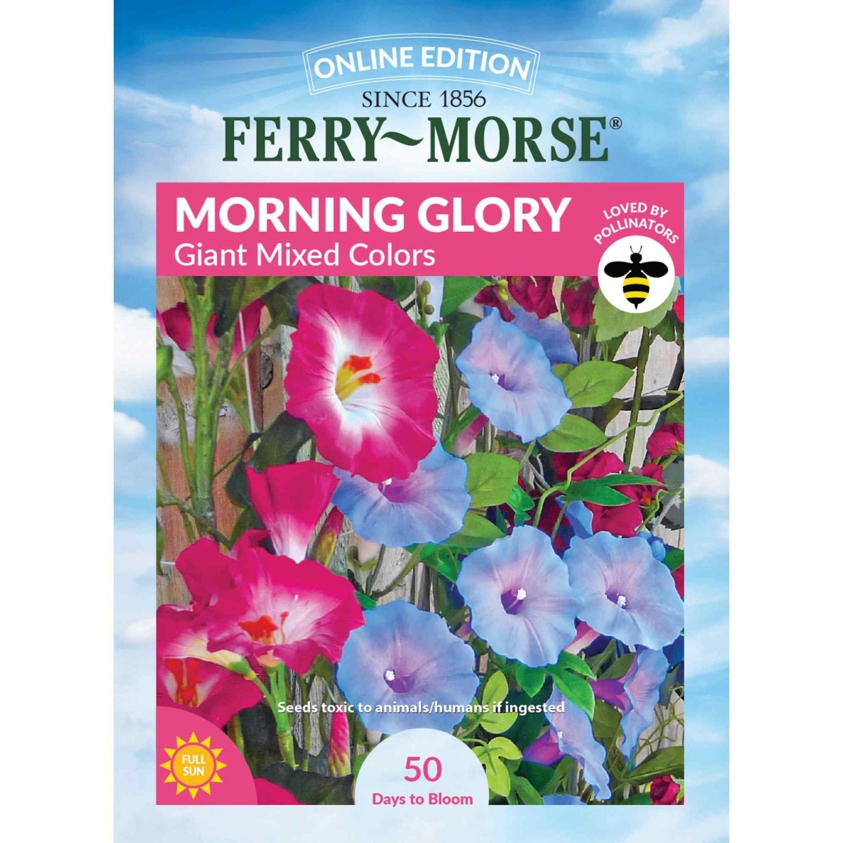 Morning Glory, Giant Mixed Colors Seeds | Colorful Flowers – Ferry