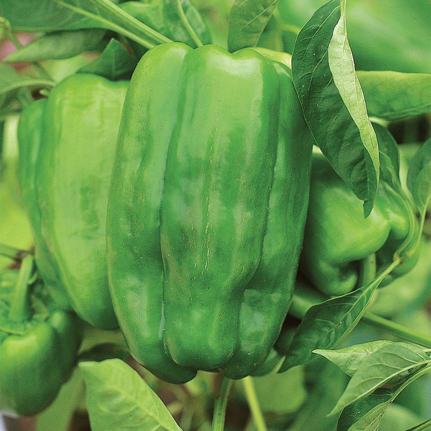 Pepper, Garden Leader Monster Bell Seeds Online Edition