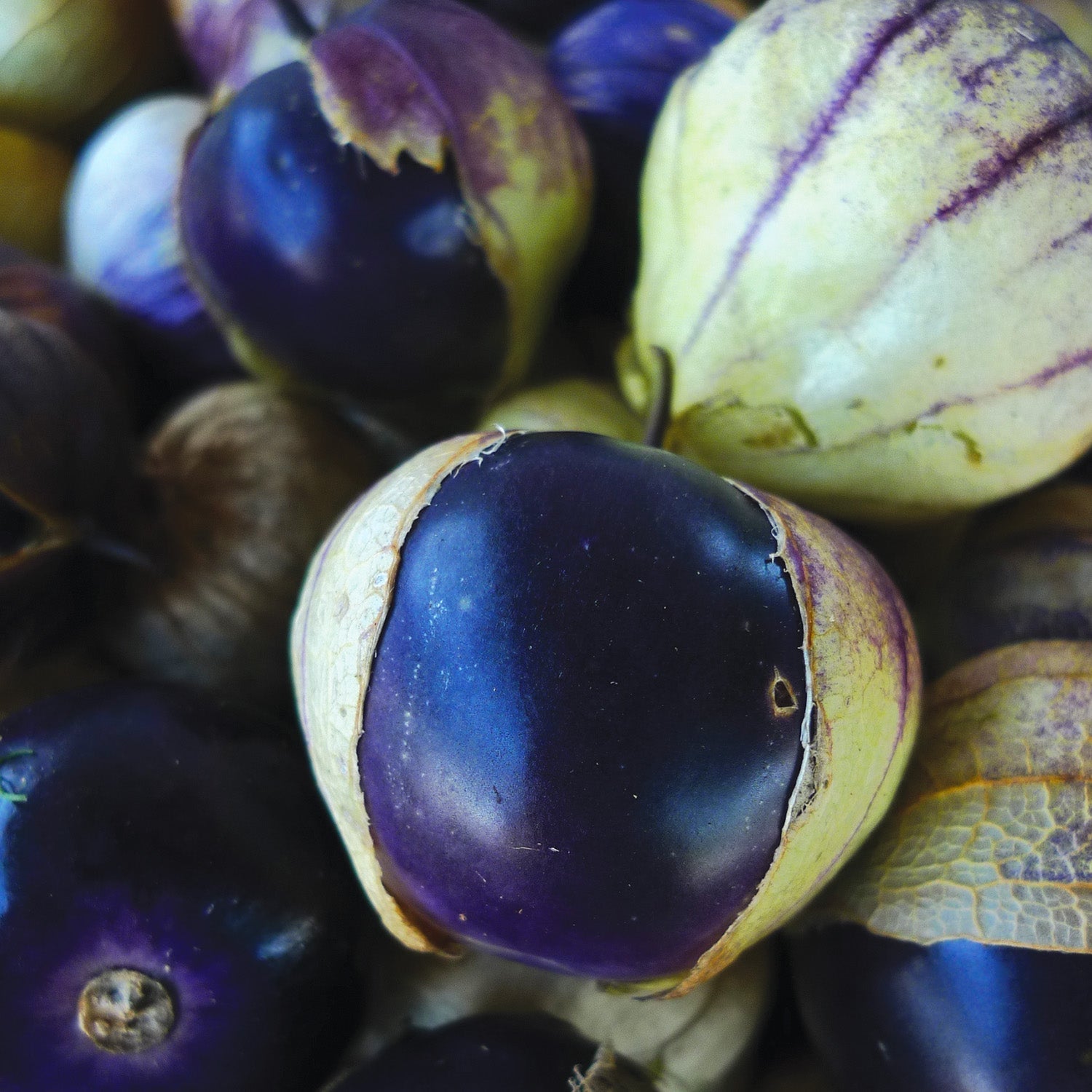 Purple Tomatillo seeds, image displays a close-up of this deep, rich colored purple tomatillo sitting inside of a maroon-veined husk.