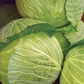 Cabbage, Copenhagen Market Early Seeds Online Edition