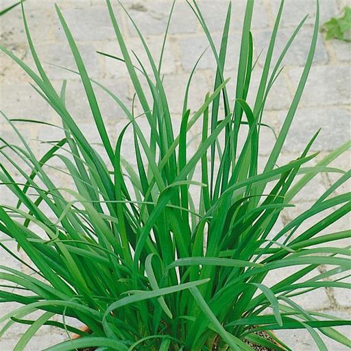 Chives Garlic Geisha Plantlings Plus Live Baby Plants 4in. Pot, 2-Pack
