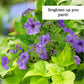 Blue Hanging Flower Plantlings Kit Live Baby Plants 1-3in., 12-Pack