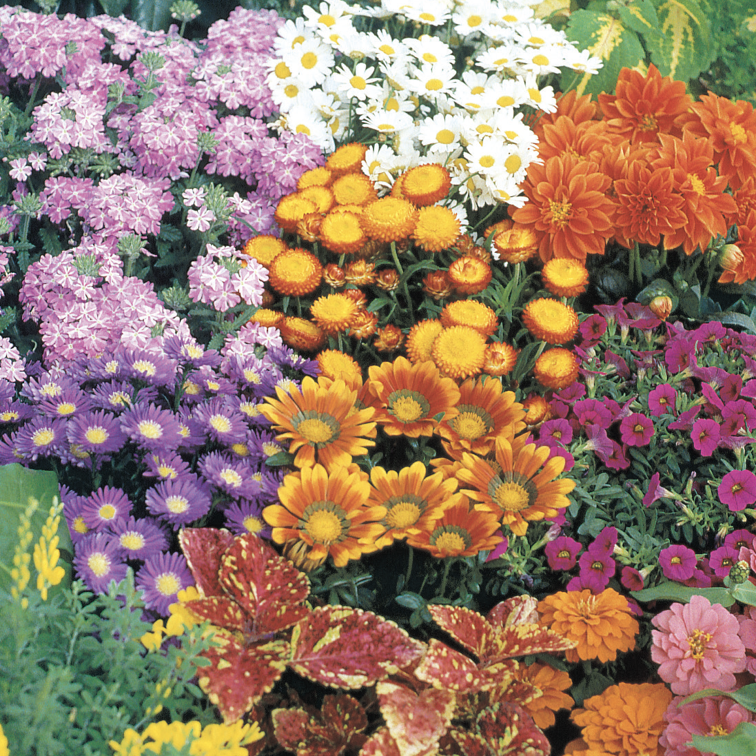 Colorful assortment of flowers including marigolds, daisies, and other varieties.