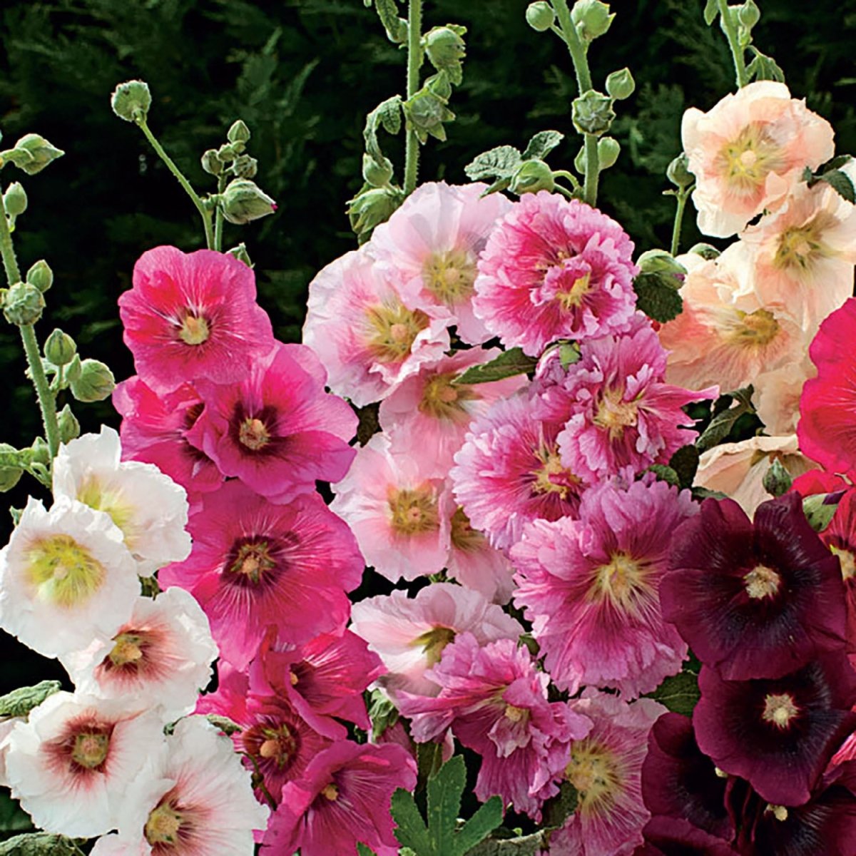 Hollyhock, Indian Spring Mixed Colors Seeds | English Cottage