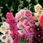 Hollyhock, Indian Spring Mixed Colors Seeds Online Edition