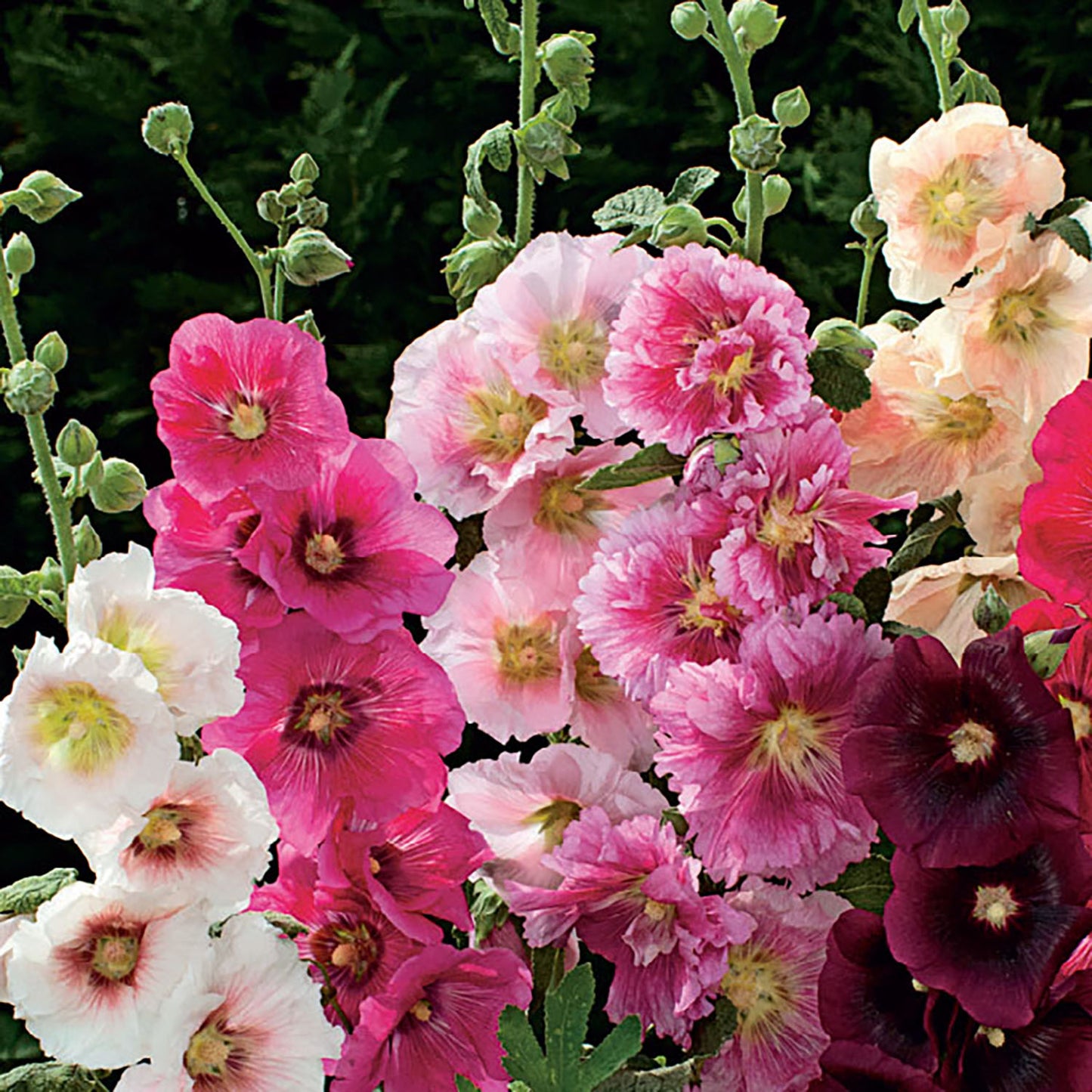 Hollyhock, Indian Spring Mixed Colors Seeds Online Edition