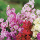 Larkspur, Giant Imperial Mixed Colors Online Edition