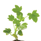 Geranium Ivy Mini Casacade Pink Plantlings Live Baby Plants 1-3in., 6-Pack