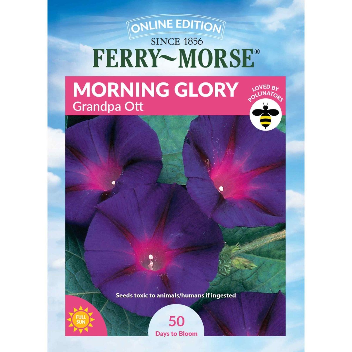 Morning Glory Grandpa Ott Seeds | Climbing Vine | Easy To Grow