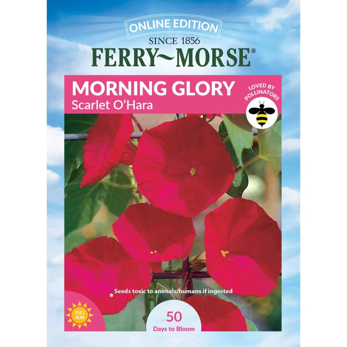 morning glory seeds edible Morning Glory, Scarlet O'Hara Seeds, 1.4g