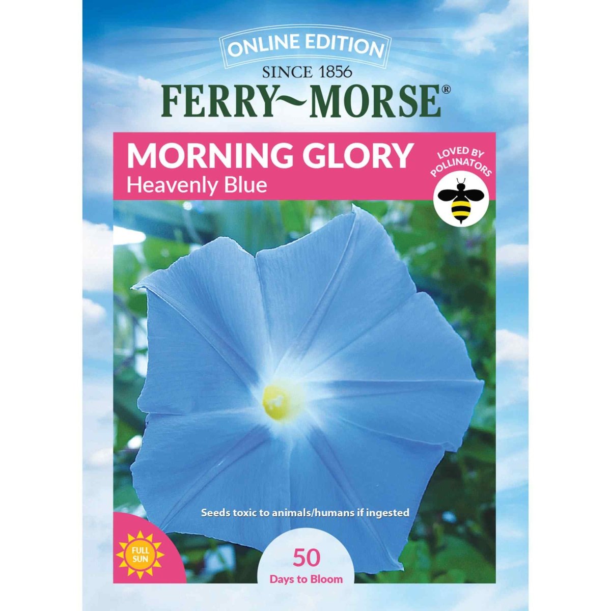 Morning Glory, Heavenly Blue Seeds | Climbing Vine | Easy To Grow
