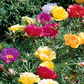 Colorful flowers including yellow, pink, and purple on a green background