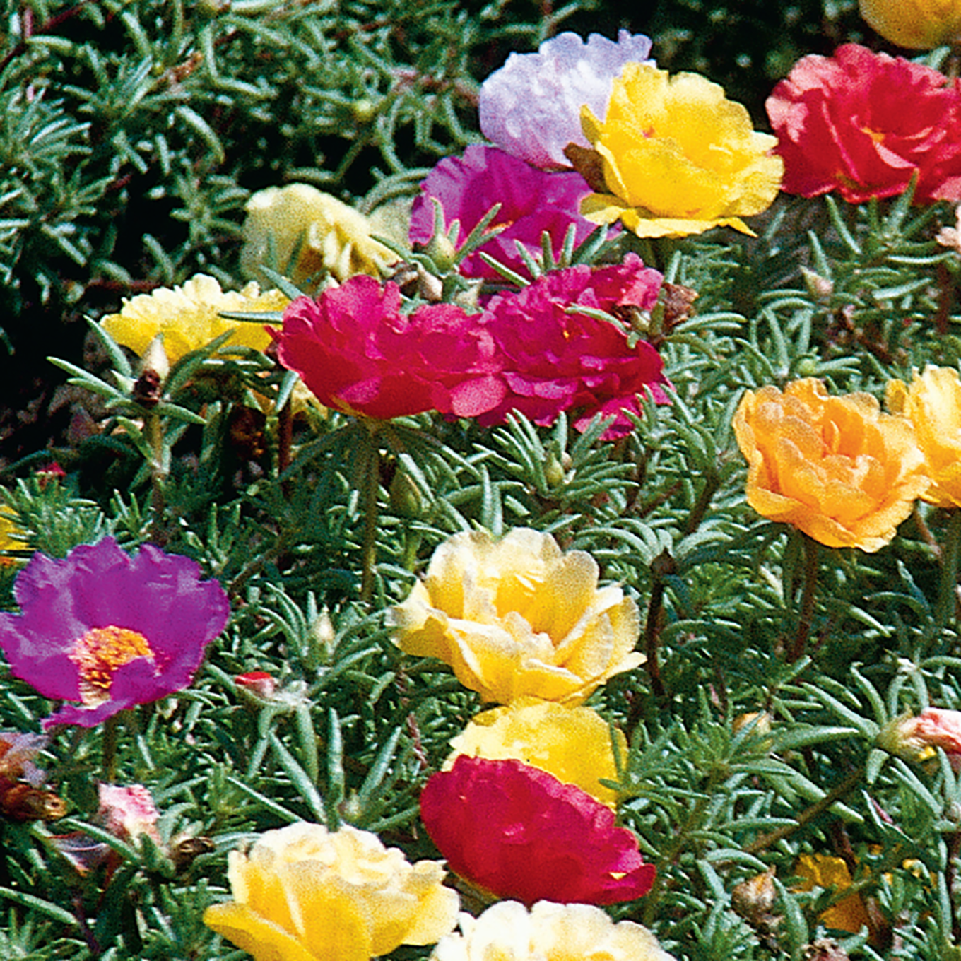 Colorful flowers including yellow, pink, and purple on a green background