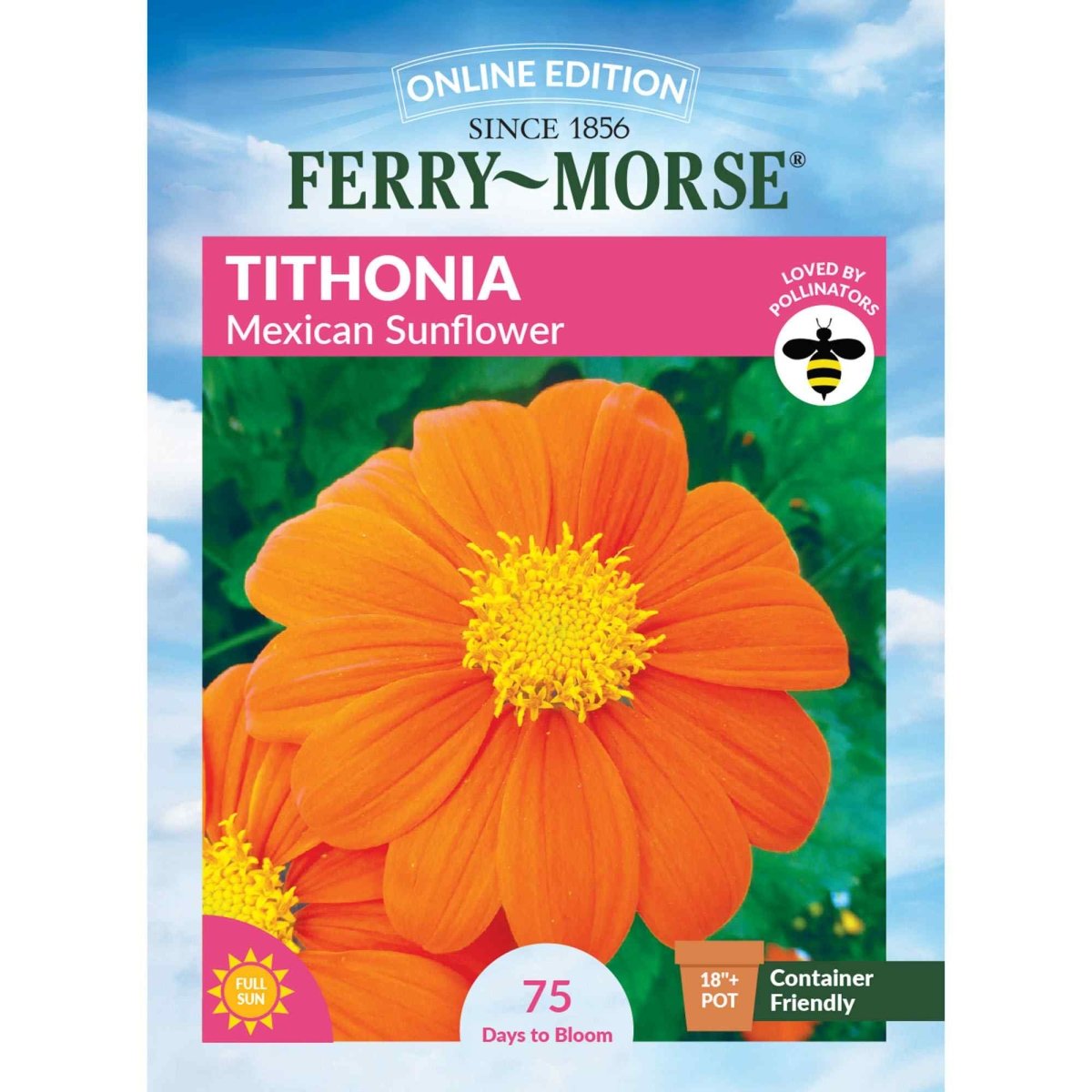 planting mexican sunflower seeds Tithonia, Mexican Sunflower Seeds, 1.1g