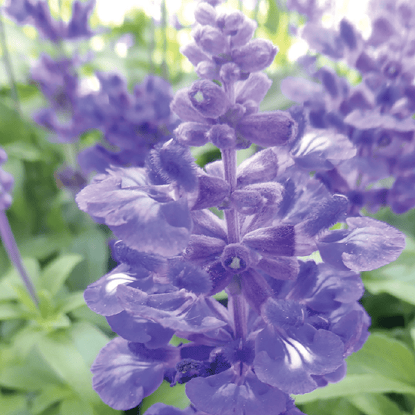 B_Salvia】OKI トナー トナー・インクジェット:レーザープリンタ用