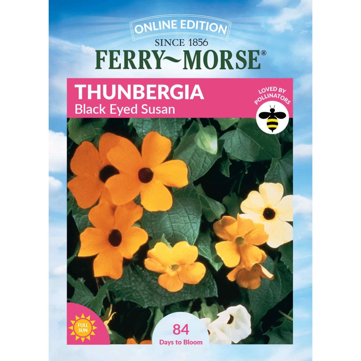 black eyed susan seeds from plant Thunbergia, Black Eyed Susan Seeds, 1.2g