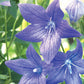 Balloon Flower Seeds Online Edition