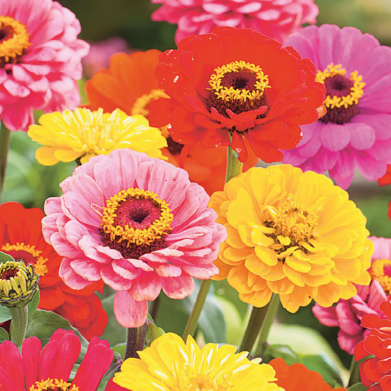 Colorful flowers including red, pink, yellow, and orange in a garden setting.