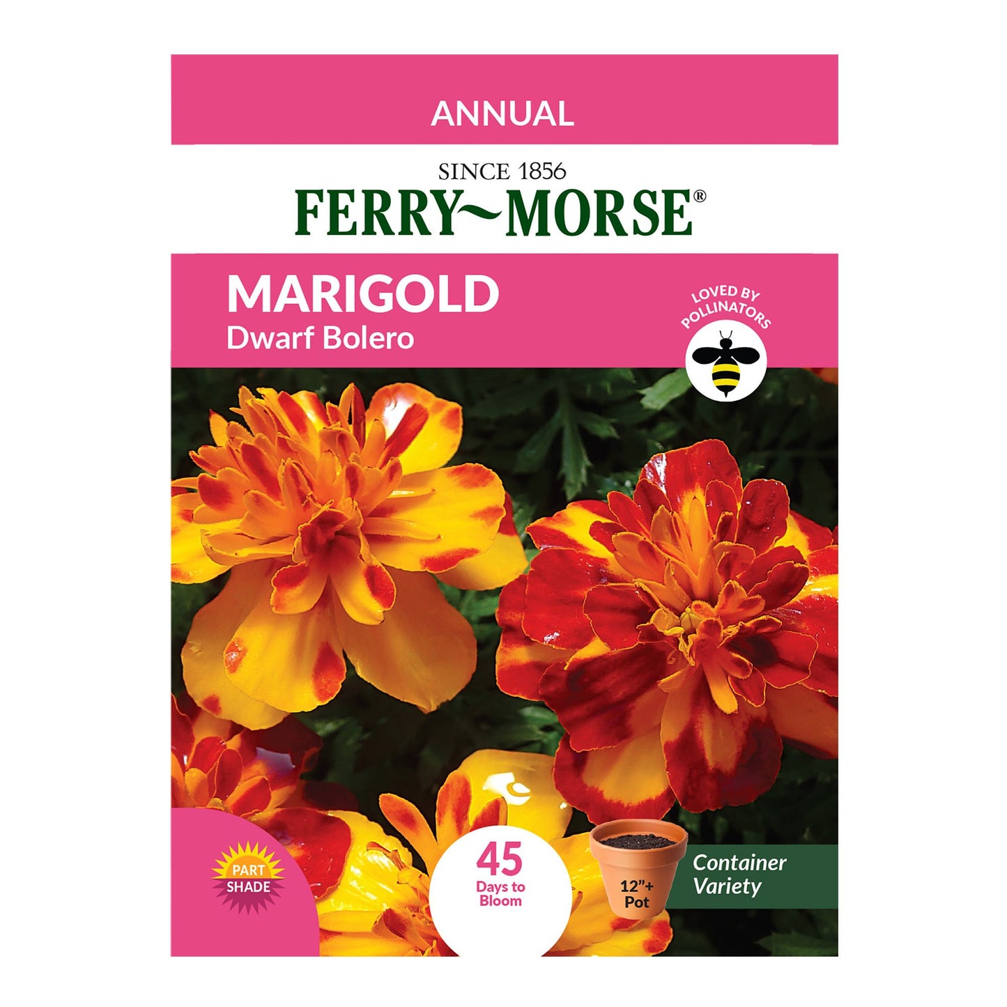 Marigold, Dwarf Bolero Seeds