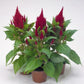 Celosia Fresh Look Red Plantlings Plus Live Baby Plants 4in. Pot, 2-Pack