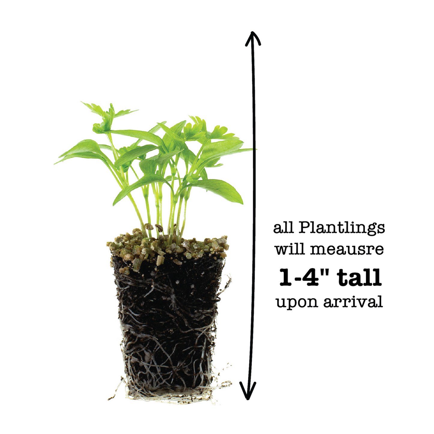 Basil Everleaf Genovese Plantlings Live Baby Plants 1-3in., 3-Pack