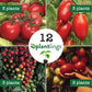 Tomatoes Galore Plantlings Kit Live Baby Plants 1-3in., 12-Pack