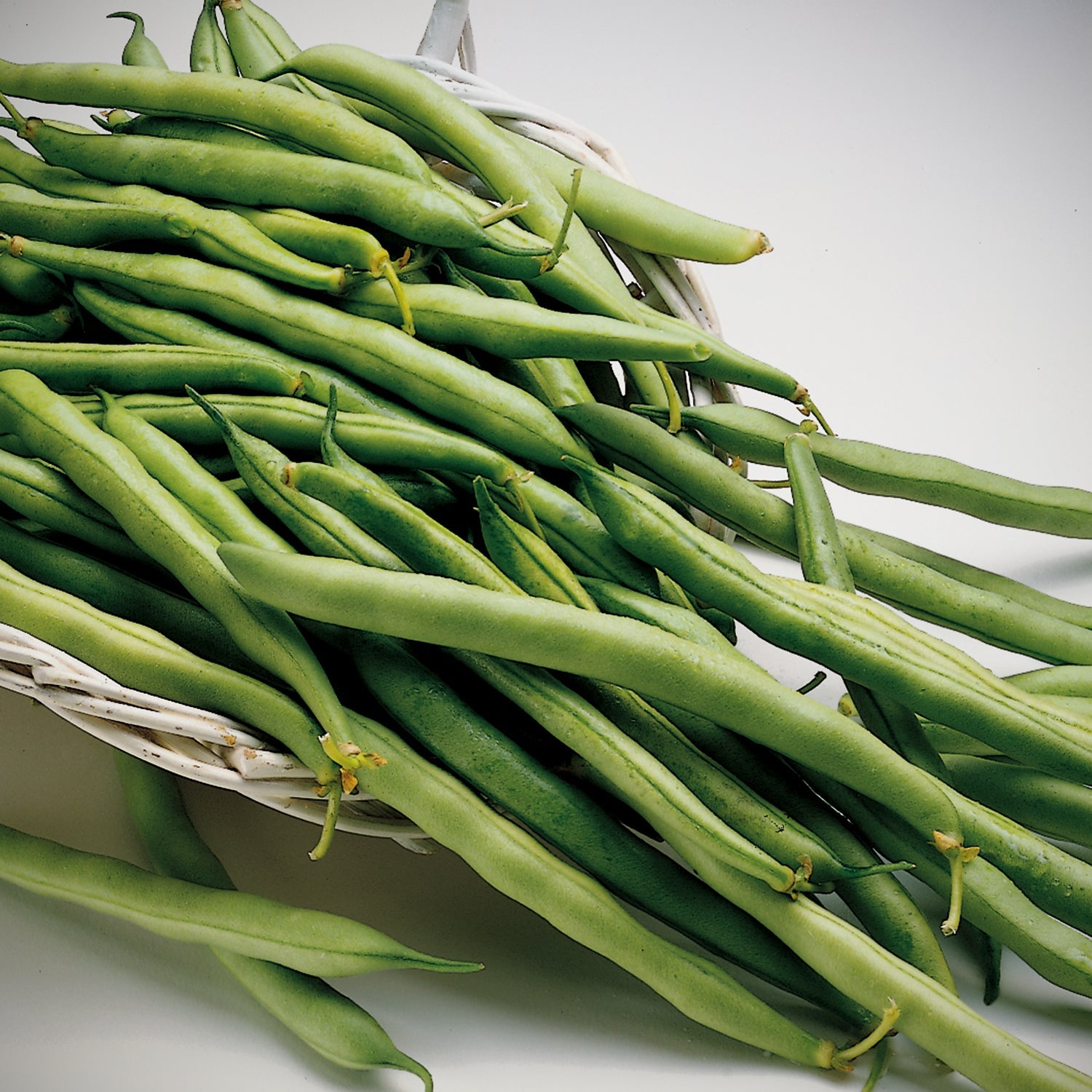 Garden Contender Bush Green Beans Seeds fully grown and harvested from Ferry Morse Home Gardening