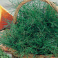 Dill, Fernleaf Seeds Online Edition