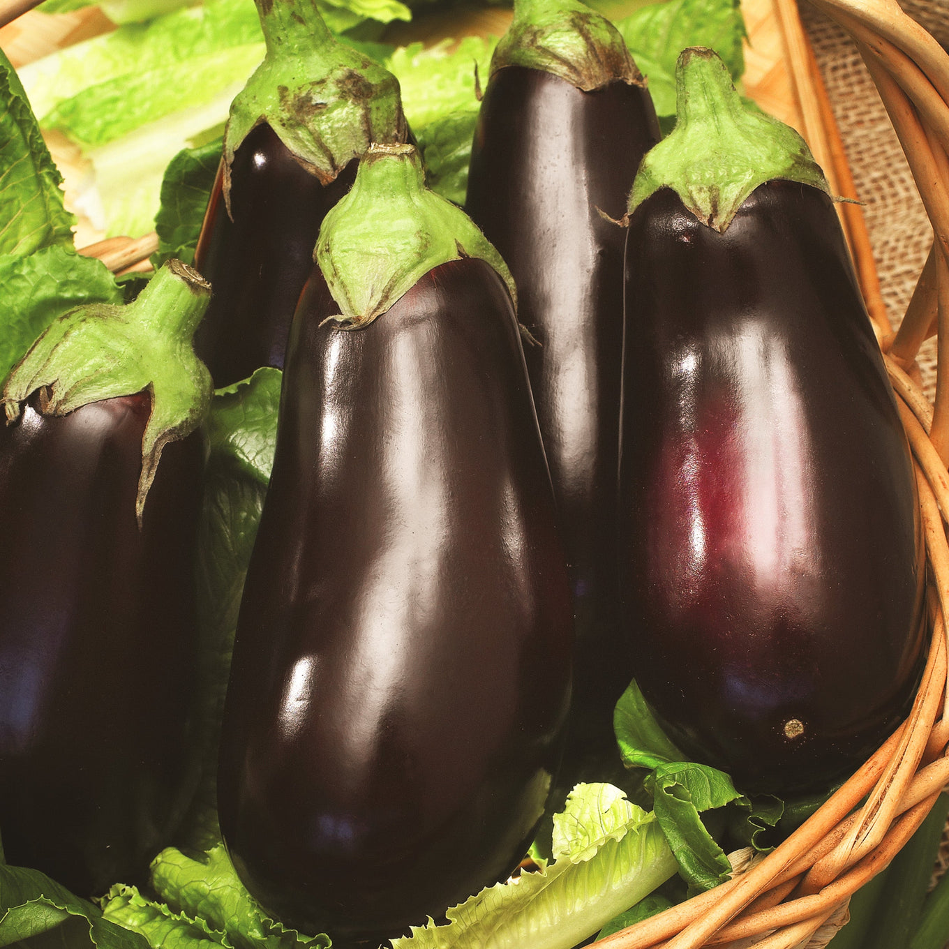 Heirloom Black Beauty Eggplant Seeds from Ferry Morse Home Gardening