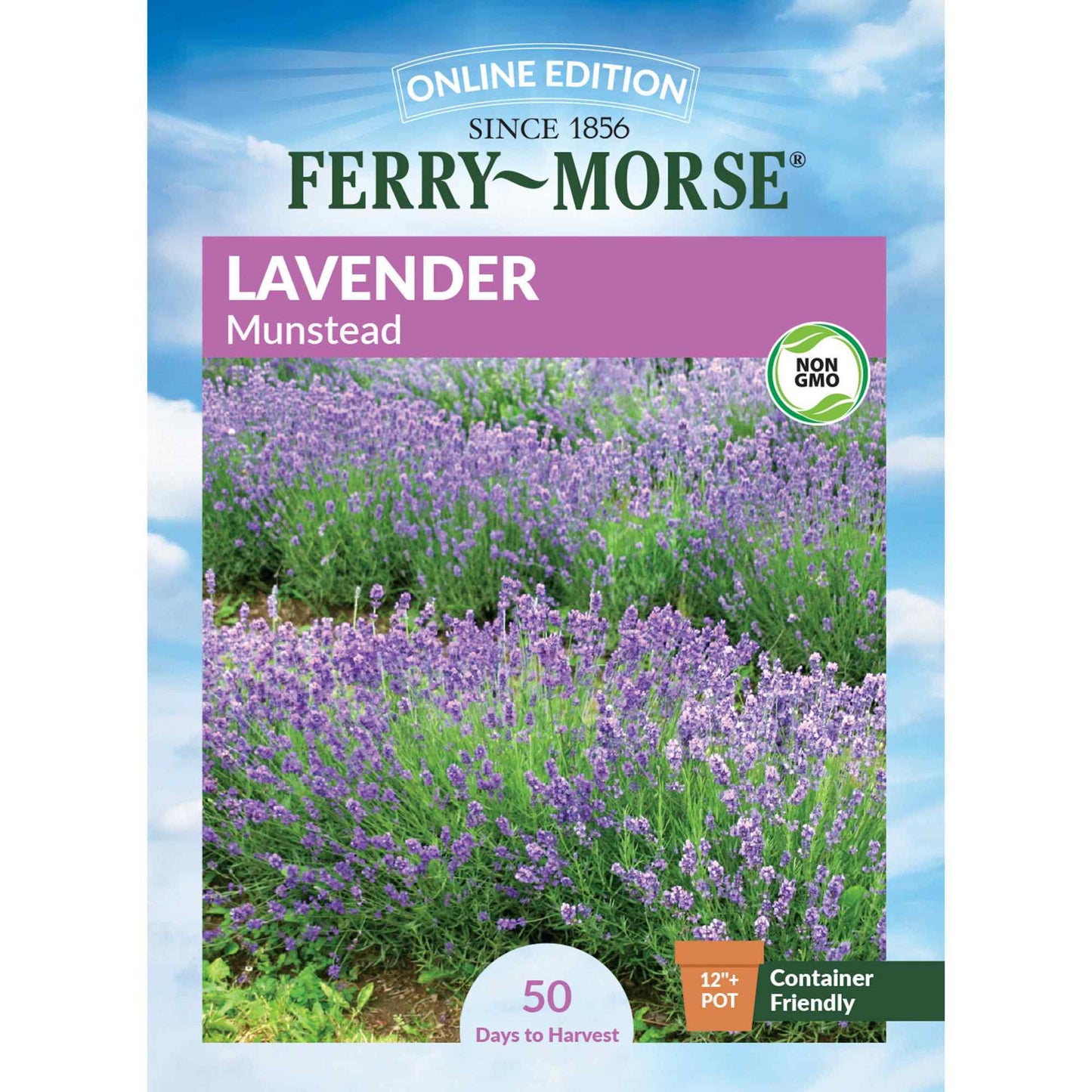 Lavender, Munstead Seeds Online Edition