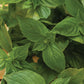 Basil, Lemon Seeds Online Edition