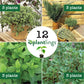 Mediterranean Herb Plantlings Kit Live Baby Plants 1-3in., 12-Pack