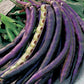Cowpea, Pinkeye Purple Hull Seeds Online Edition