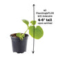 Cantaloupe Hale's Best Jumbo Plantlings Live Baby Plants 4in. Pot, 2-Pack