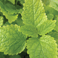 Lemon Balm Seeds Online Edition