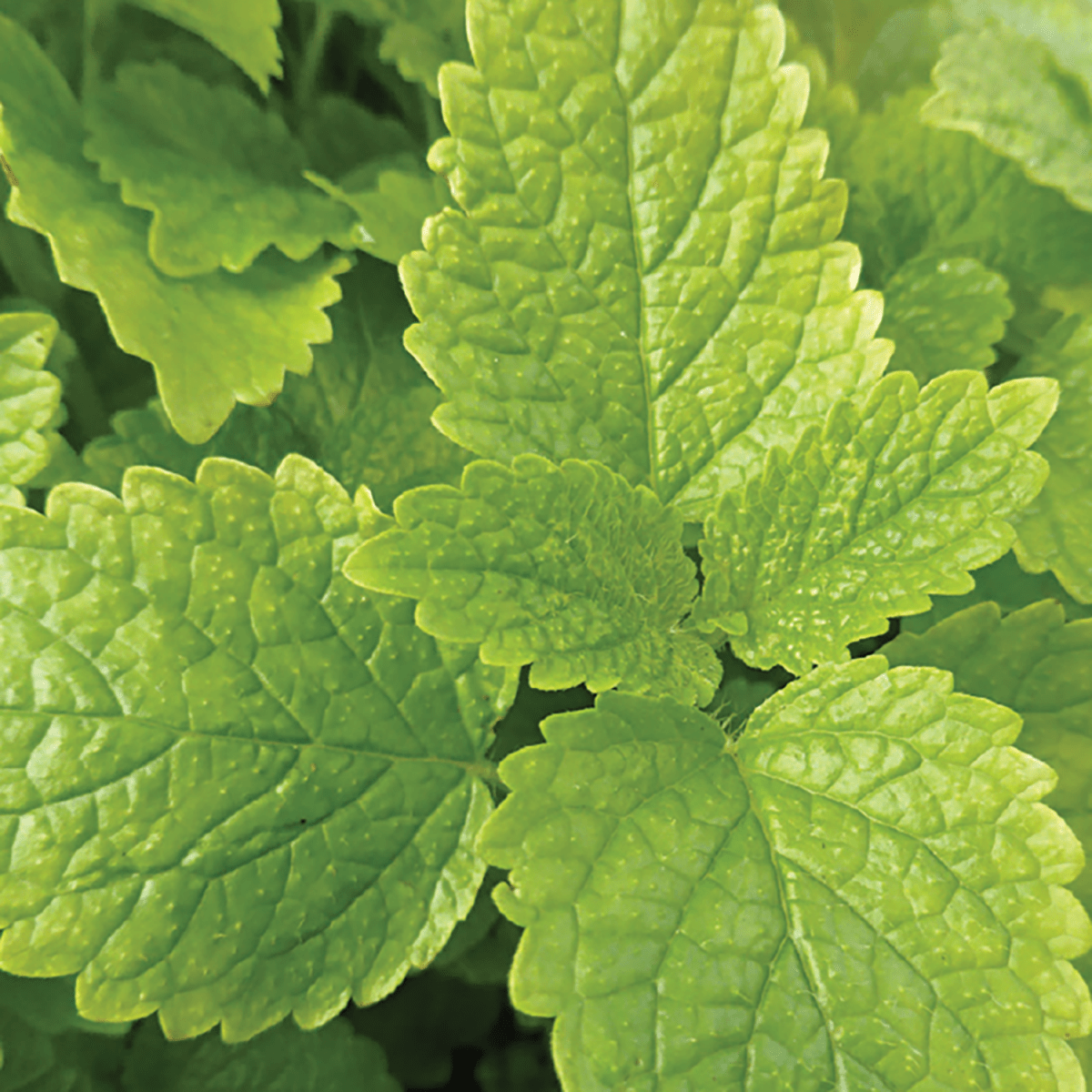Lemon Balm Seeds | Aromatic Herb | Medicinal Herb | Herb Garden