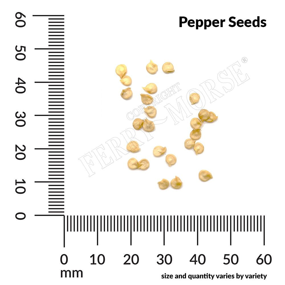 Pepper, Habanero Organic Seeds