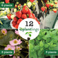 Mixology Herb & Fruit Plantlings Kit Live Baby Plants 1-3in., 12-Pack