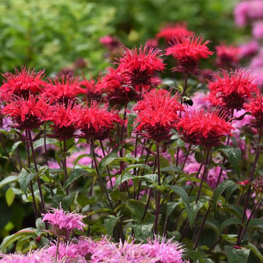 Forestående forhåndsvisning sorg Bee Balm Panorama Mix Plantlings Plus Live Baby Plants 4in. Pot, 2-Pac –  Ferry-Morse Home Gardening | Since 1856