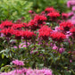 Bee Balm Panorama Red Plantlings Plus Live Baby Plants 4in. Pot, 2-Pack
