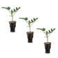 Tomato Midnight Snack Plantlings Live Baby Plants 1-3in., 3-Pack