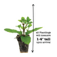 Spearmint Kentucky Colonel Plantlings Live Baby Plants 1-3in., 3-Pack